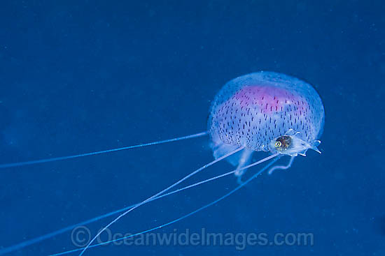Jellyfish Chrysaora sp. & fish sheltering photo