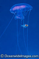 Jellyfish Chrysaora sp. & fish sheltering Photo - Gary Bell