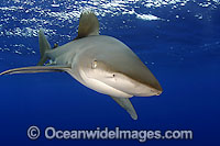 Oceanic Whitetip Shark Photo - David Fleetham