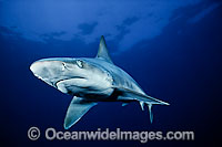 Sandbar Shark Carcharhinus plumbeus Photo - David Fleetham