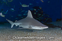 Sandbar Shark Carcharhinus plumbeus Photo - David Fleetham