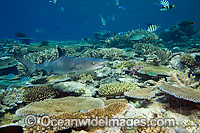 Whitetip Reef Sharks Triaenodon obesus Photo - David Fleetham
