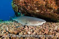 Whitetip Reef Shark resting under ledge Photo - David Fleetham