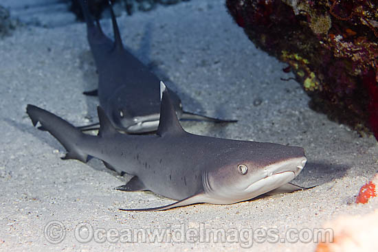 Whitetip Reef Sharks Triaenodon obesus photo