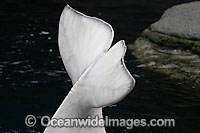Beluga Whale Delphinapterus leucas Photo - David Fleetham