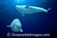Beluga Whales underwater Photo - David Fleetham