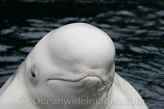 Beluga Whale Delphinapterus leucas photo