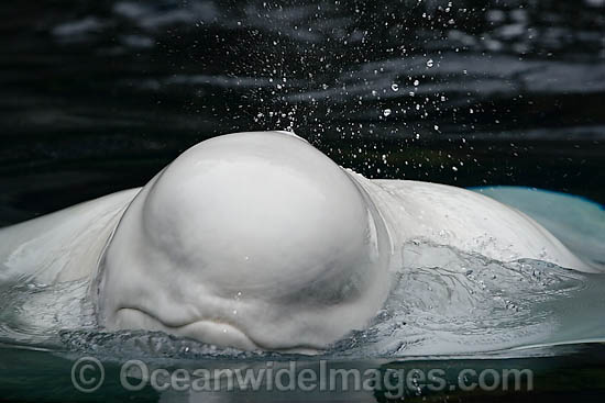 Beluga Whale at surface photo