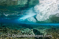 Wave crashing on reef Photo - David Fleetham