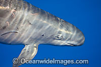 False Killer Whale Hawaii Photo - David Fleetham