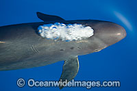 False Killer Whale blowing air Photo - David Fleetham