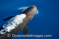 False Killer Whale blowing under surface Photo - David Fleetham
