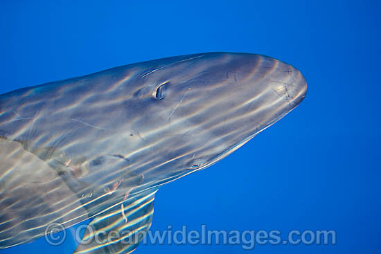 False Killer Whale Pseudorca crassidens photo
