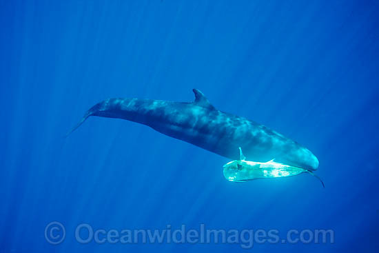 False Killer Whale with Dolphinfish being hunted photo