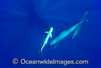 False Killer Whale with Dolphinfish being hunted Photo - David Fleetham