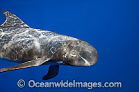 Pygmy Killer Whale Photo - David Fleetham