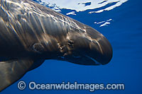Pygmy Killer Whale Feresa attenuata Photo - David Fleetham