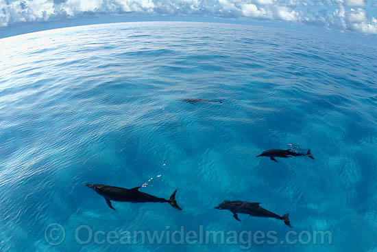 Atlantic Spotted Dolphins Stenella frontalis photo