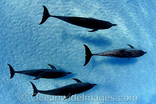 Atlantic Spotted Dolphins using sonar to hunt photo