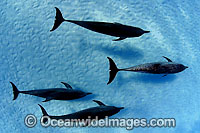 Atlantic Spotted Dolphins using sonar to hunt Photo - David Fleetham