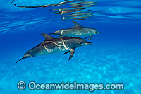 Atlantic Spotted Dolphins Stenella frontalis Photo - David Fleetham