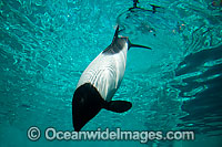 Commerson's Dolphin Cephalorhynchus commersonii Photo - David Fleetham