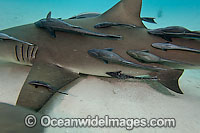 Remora attached to Lemon Shark Photo - David Fleetham