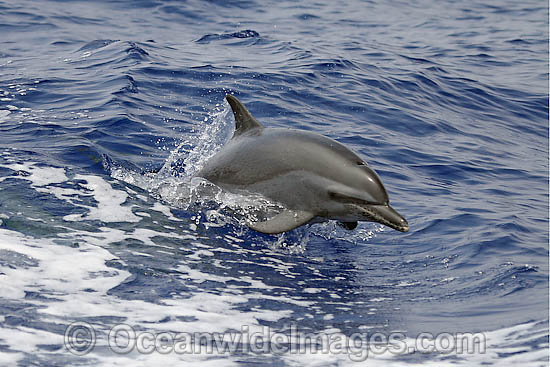 Atlantic Ocean Dolphins