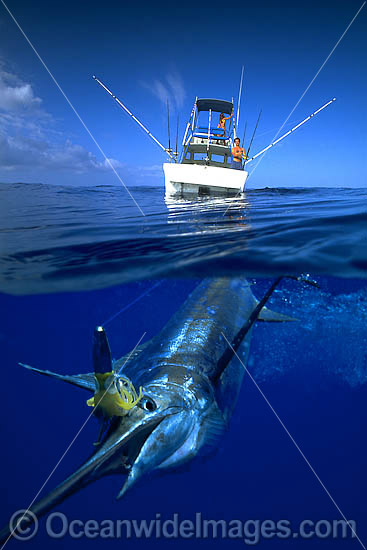 Blue Marlin Billfish on surface photo