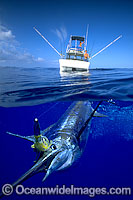 Blue Marlin Billfish on surface Photo - David Fleetham