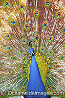 Peacock displaying feathers Photo - Gary Bell