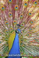 Peacock Photo - Gary Bell