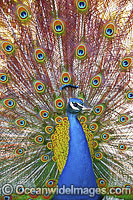 Peacock displaying feathers Photo - Gary Bell