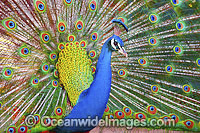 Peacock during courtship display Photo - Gary Bell