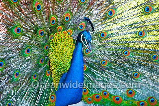 Peacock during courtship display photo