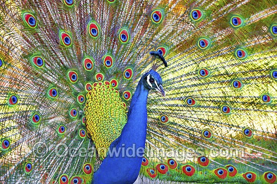 Peacock displaying feathers photo