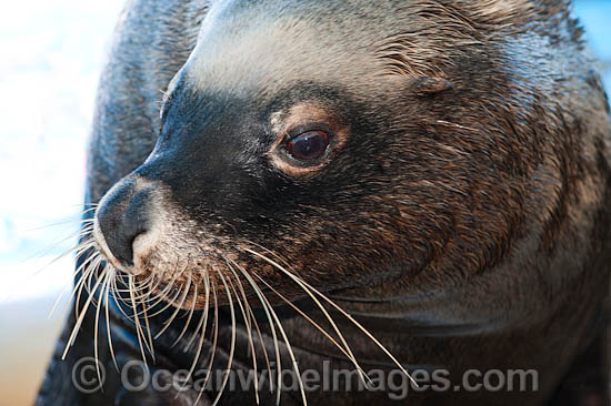 Australian Fur Seal Arctocephalus pusillus photo