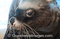 Australian Fur Seal Arctocephalus pusillus Photo - Gary Bell