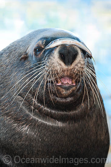 Australian Fur Seal with fish on nose photo