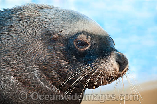 Australian Fur Seal Arctocephalus pusillus photo