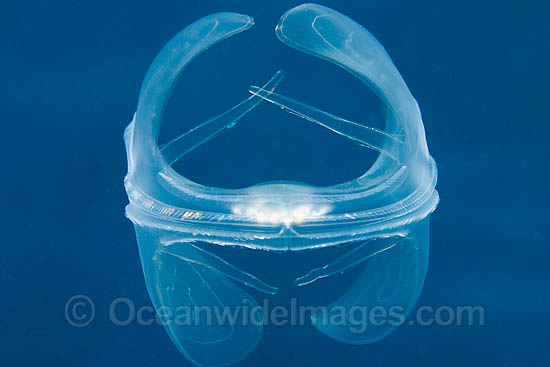 Lobate Comb Jelly Ocyropsis maculata photo