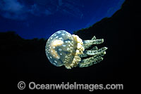 Stinging Jellyfish Mastigias papua Photo - David Fleetham
