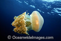 Jacks amongst the tentacles of Jellyfish Photo - David Fleetham