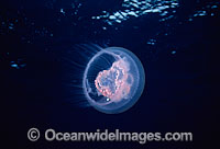 Moon Jellyfish Aurelia aurita Photo - David Fleetham