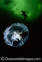 Diver and Moon Jellyfish Photo - David Fleetham
