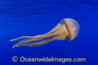 Pelagic Jellyfish Thysanostoma sp. Photo - David Fleetham