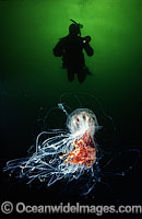 Lion's Mane Jellyfish Cyanea capillata Photo - David Fleetham