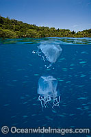 Above and below water picture of a Box Jellyfish Photo - David Fleetham