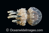 Stinging Jellyfish Mastigias papua Photo - David Fleetham