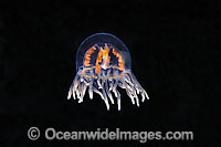 Clinging Jellyfish Gonionemus vertens Photo - David Fleetham